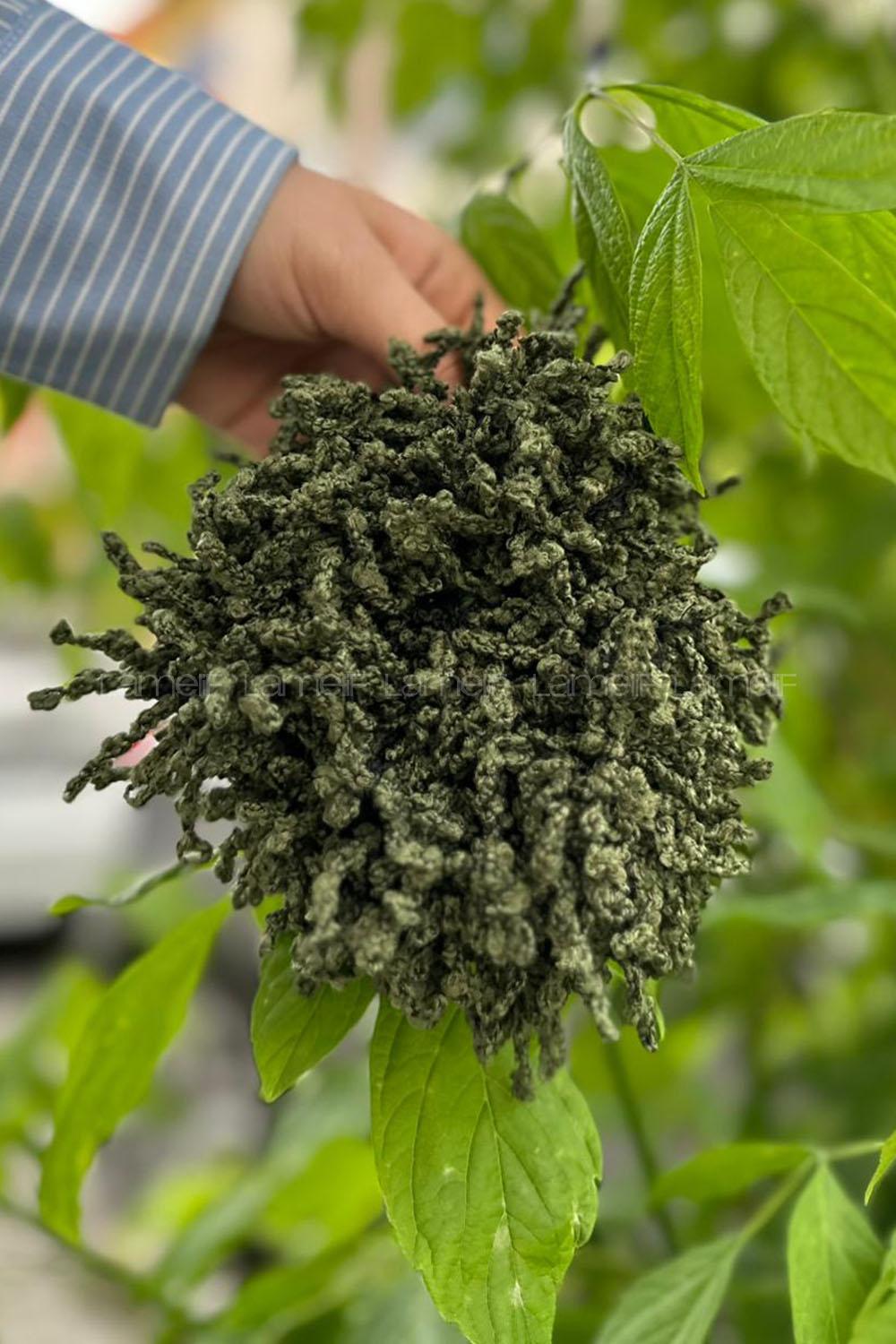 Lamelif Topuz Toka Haki