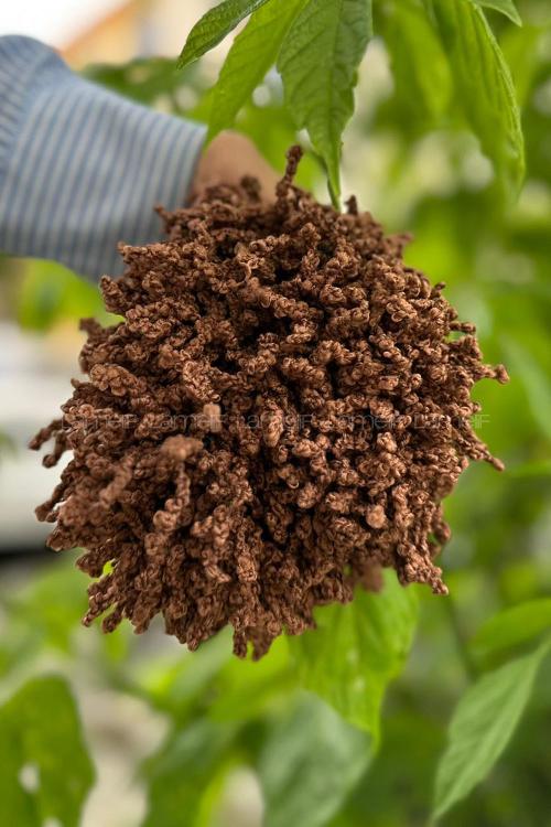 Lamelif Topuz Toka Kahverengi